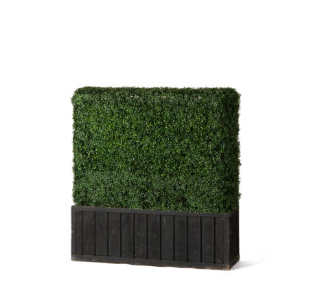 Faux Hedge, 4'